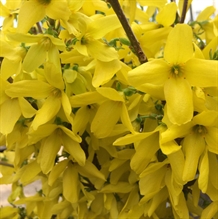  Forsythia Vårguld 'Weekend'